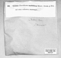 Collema marginale image